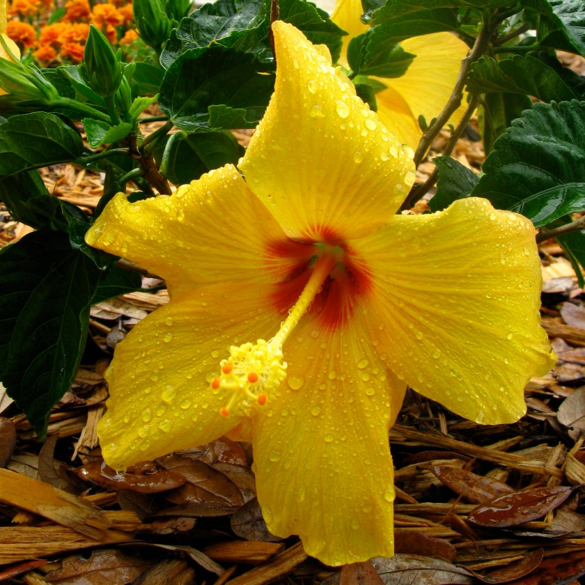 yellow hibiscus
