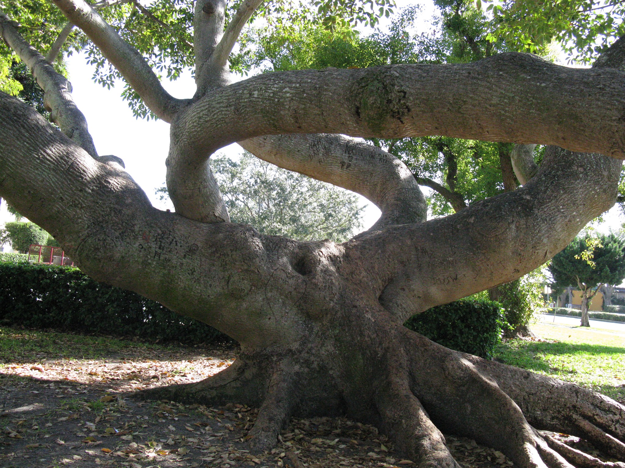 oak tree