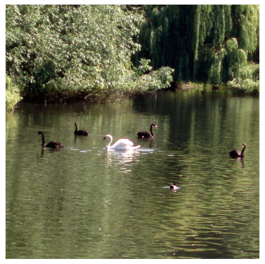 Screen Shot 2020-03-29 at 4.40.50 AM