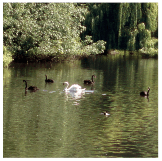 Screen Shot 2020-03-29 at 4.40.50 AM