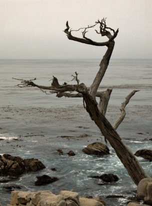 for the beauty of the earth